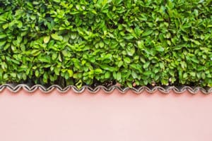 The best time to plant Laurel Hedge (Green-Mature-Cherry-Laurel-Hedge-scaled)